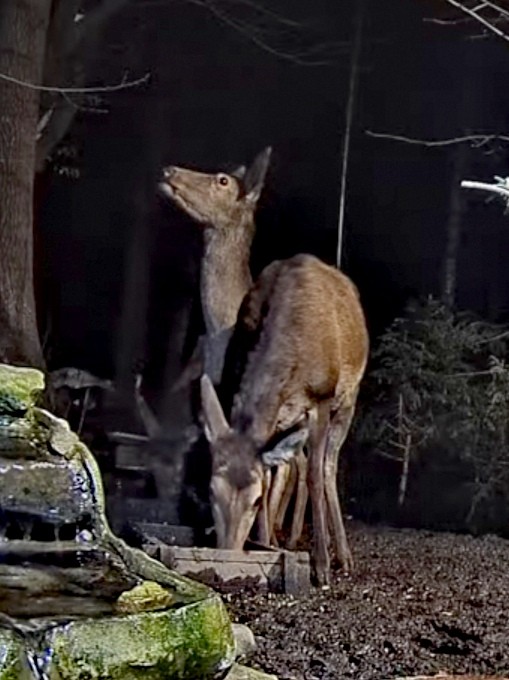 livebirdspoland_c8748e3057b7e20abc6b2665ebf67887.jpg