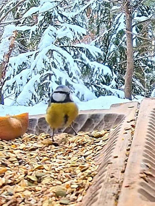 livebirdspoland_a69648a53b2fc48c772f623d956926e6.jpg