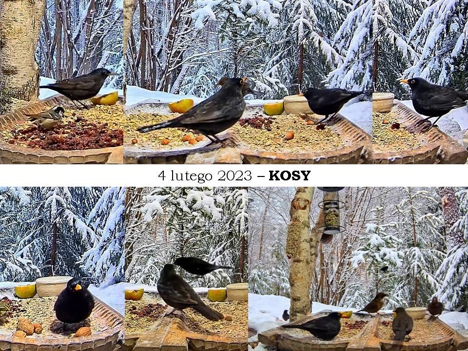 livebirdspoland_1efb45c670eef5765efa35b153fc0998.jpg