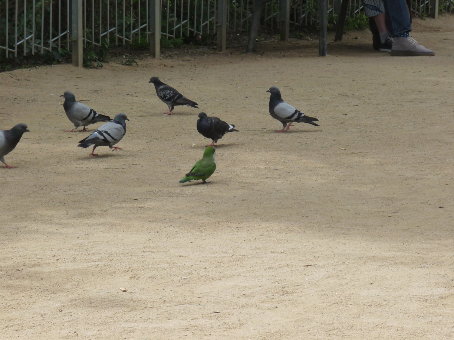 livebirdspoland_9140fc9219735f129dcbc002278ef605.jpg
