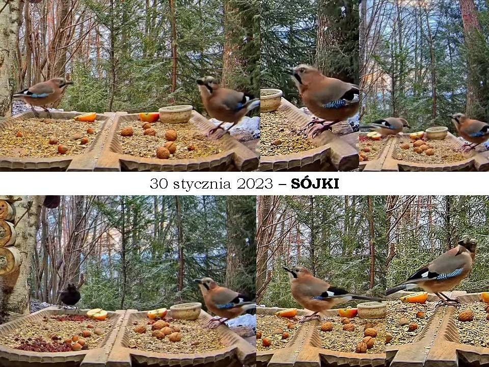 livebirdspoland_51b1dabd558a00dea74cbaf2cf86d191.jpg