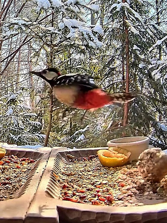 livebirdspoland_6a158b7460b6391d7909888d8f8b8a8e.jpg