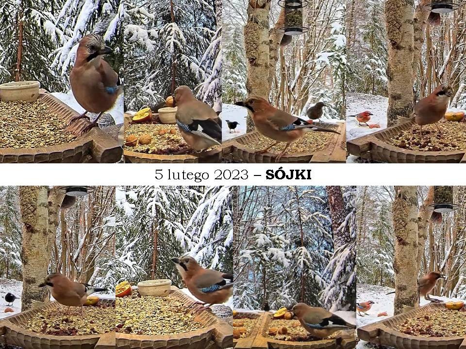 livebirdspoland_12355f3fefb0a1b2ddc2986c4a36b818.jpg