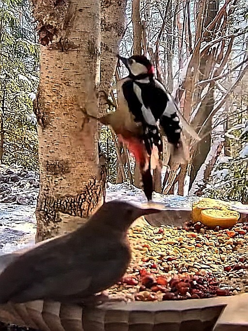 livebirdspoland_53fc06f3dc31176c773a224943f47da1.jpg