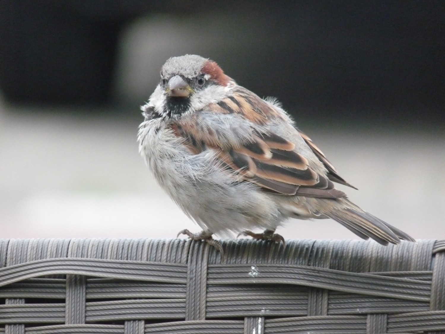 livebirdspoland_62d0a3ef0fced50404339974a075d604.jpg