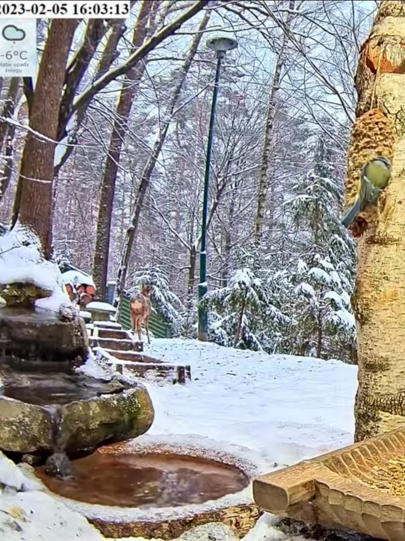 livebirdspoland_1e5446b39916f7c17c7f9d0322dd2aae.jpg