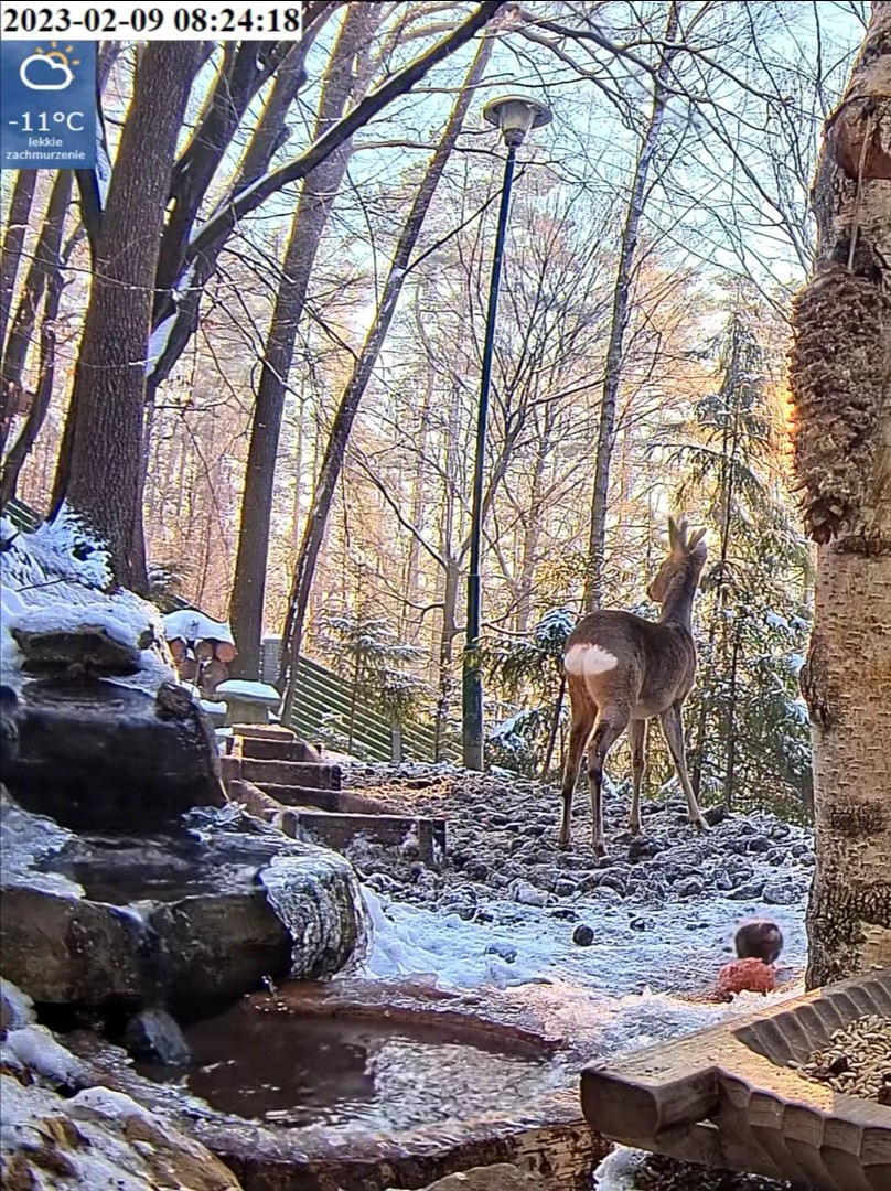livebirdspoland_81599085a0d3d57f832b23b68d547613.jpg