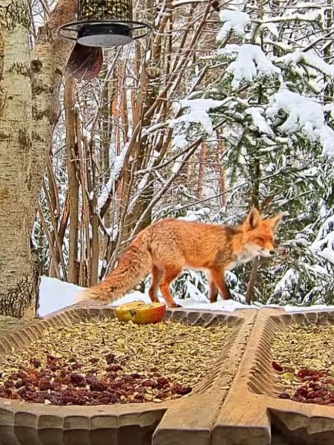 livebirdspoland_d304c65864fdb2f280aa8ee97d9c0591.jpg
