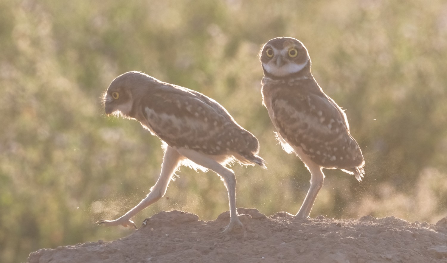 livebirdspoland_231ecde870b4f14cb6a98fe04bfd38e8.jpg