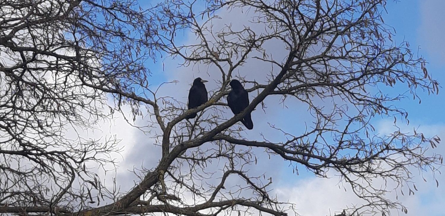 livebirdspoland_edd7fb0505c7a3eec46f9a9d9bf1e758.jpg