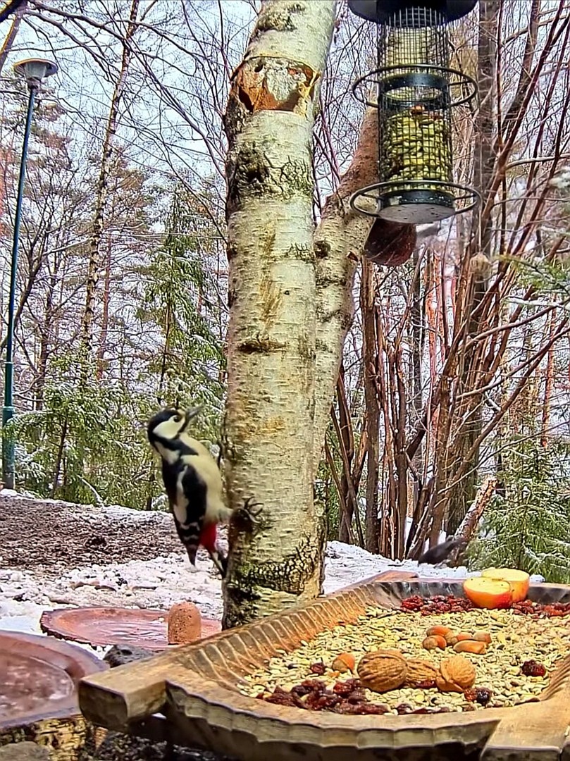 livebirdspoland_cd38d17d5b5ada6f2c5eb911805bf6c7.jpg