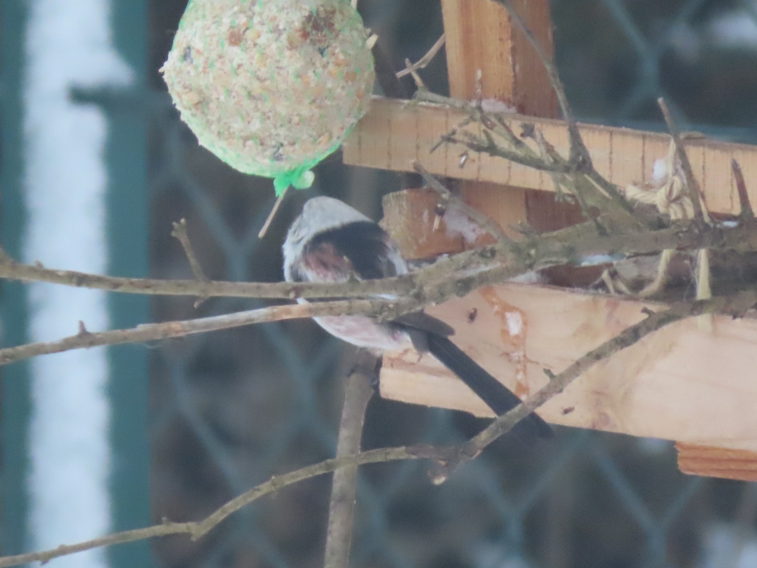 livebirdspoland_032daab30345bbdae3126f2f7637748f.jpg