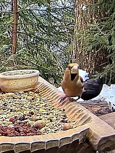 livebirdspoland_dd677d8f5059821a15ec150462eabe90.jpg