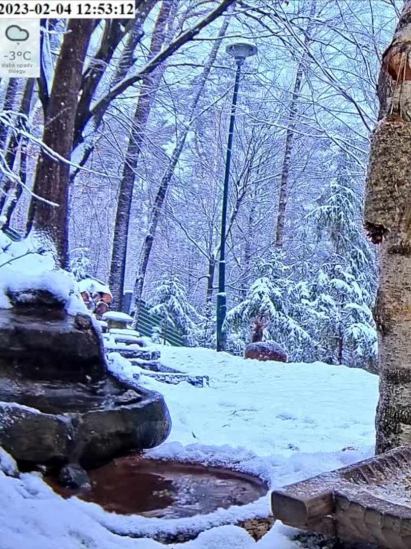 livebirdspoland_beba910877115bc1e68b26254b7aa7aa.jpg