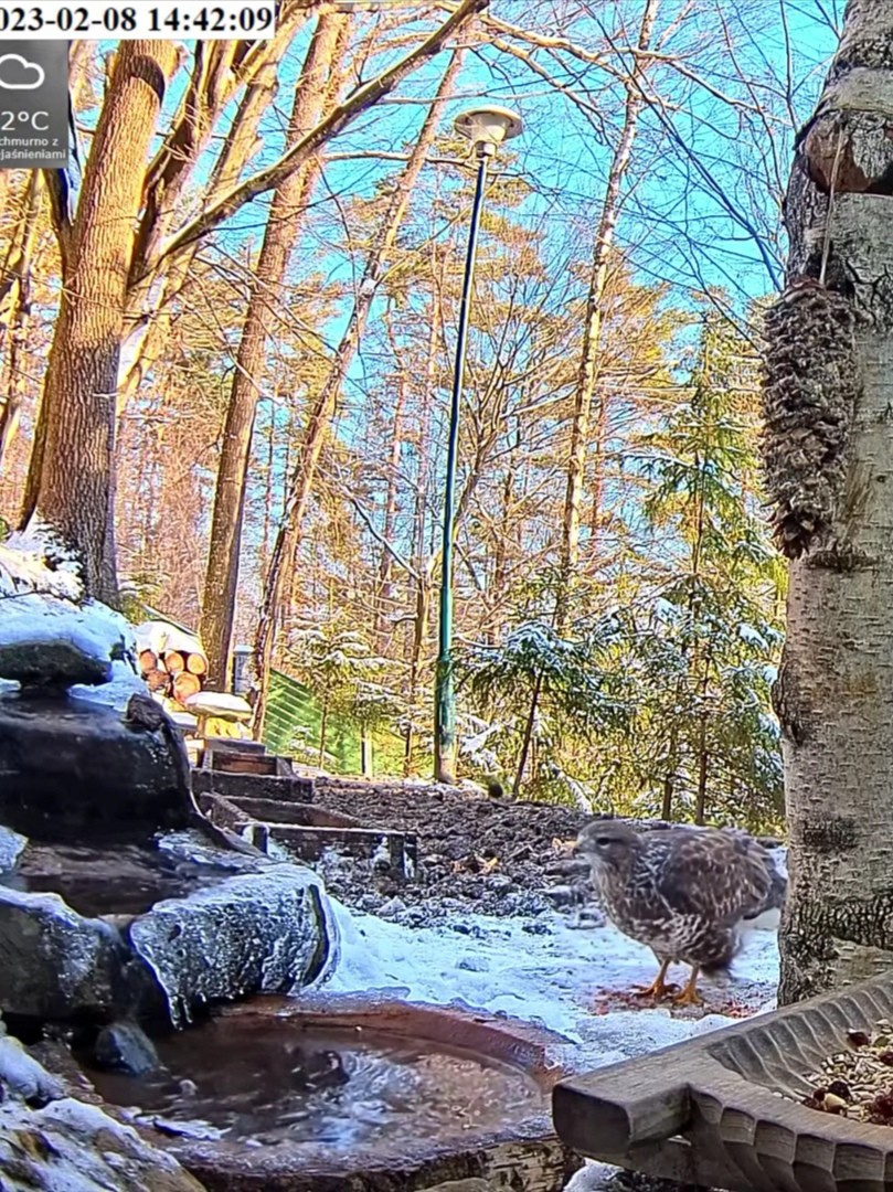 livebirdspoland_3ec7b53da9a3930042d336f68f809682.jpg