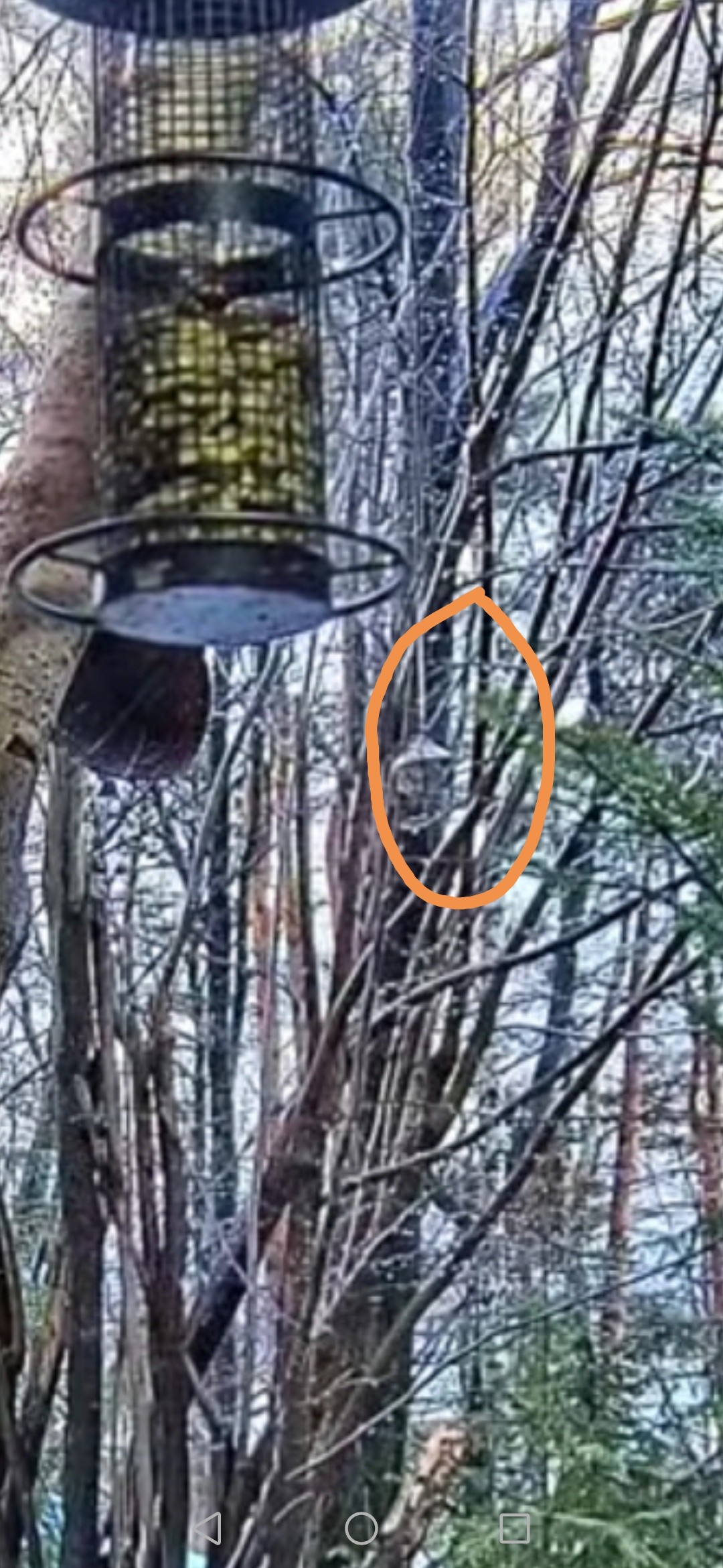 livebirdspoland_bc30530d3fa678c70352529710f61179.jpg