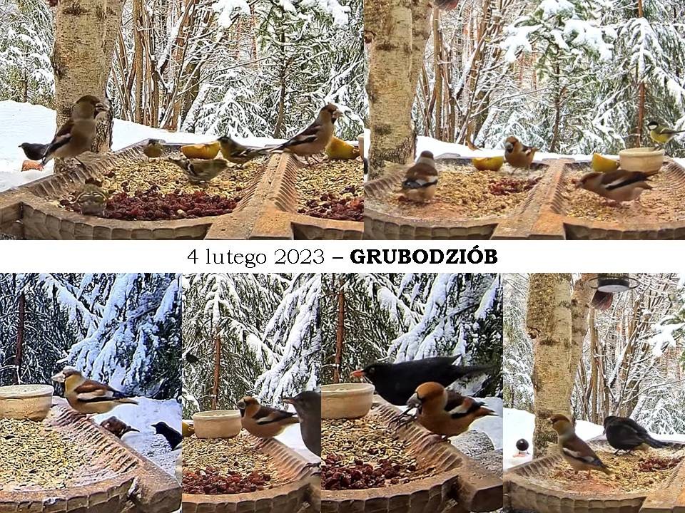 livebirdspoland_9e489aac36b63d14d6383dfd76010c66.jpg