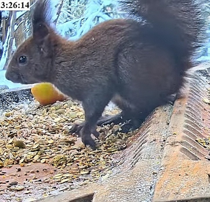 livebirdspoland_57401ea5928b2760d53860b21c6f9b05.jpg