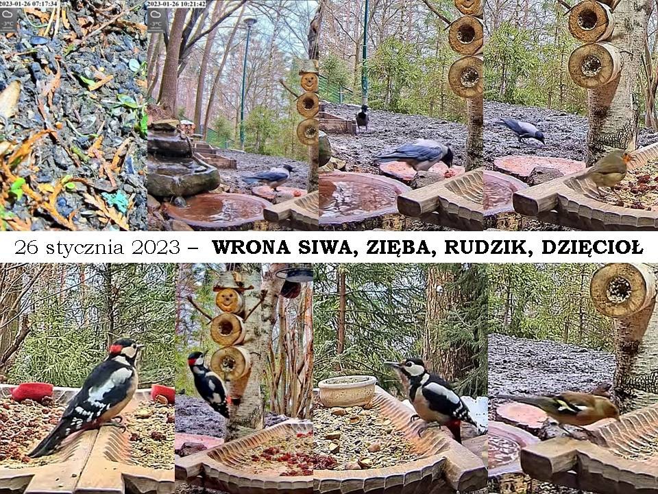 livebirdspoland_ecad279c8357ed40f8381d4708be1679.jpg