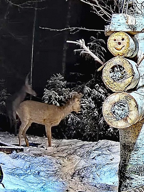 livebirdspoland_b9d4b9c58ad058d2ce3c32e79bd36b43.jpg