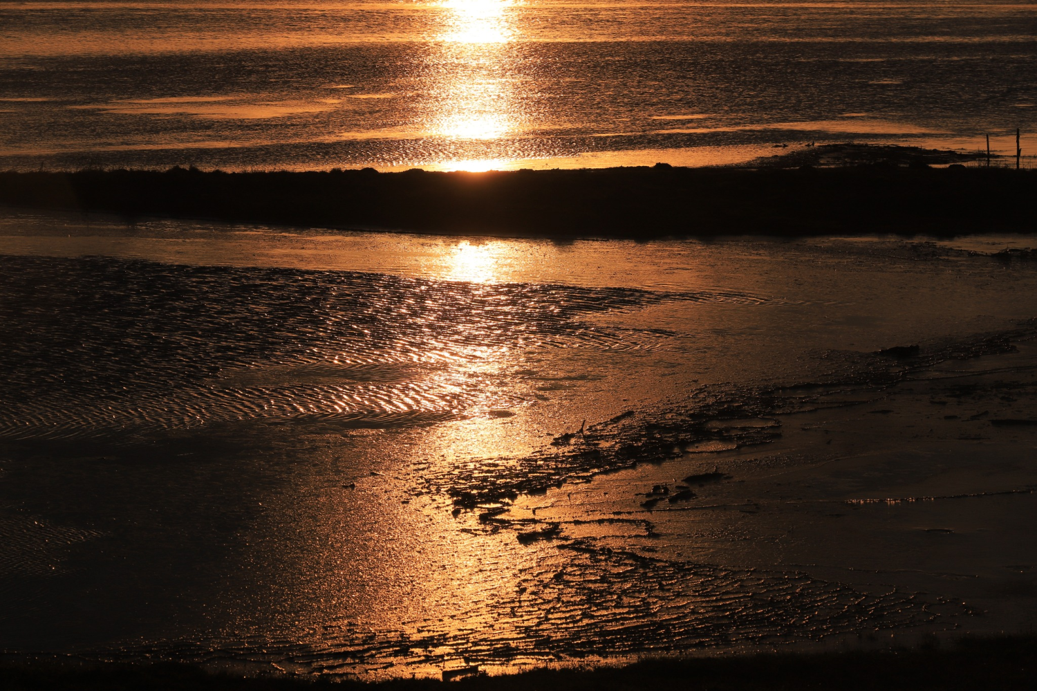 livebirdspoland_571766a47af7fb4f800a55cbd57f3898.png