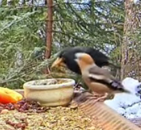 livebirdspoland_ca8ddcba680a5ec4d547cb1e57a825a5.png