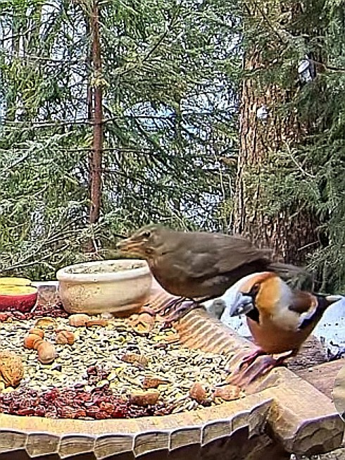 livebirdspoland_6e863da326e3a2925a198f5f01d58533.jpg