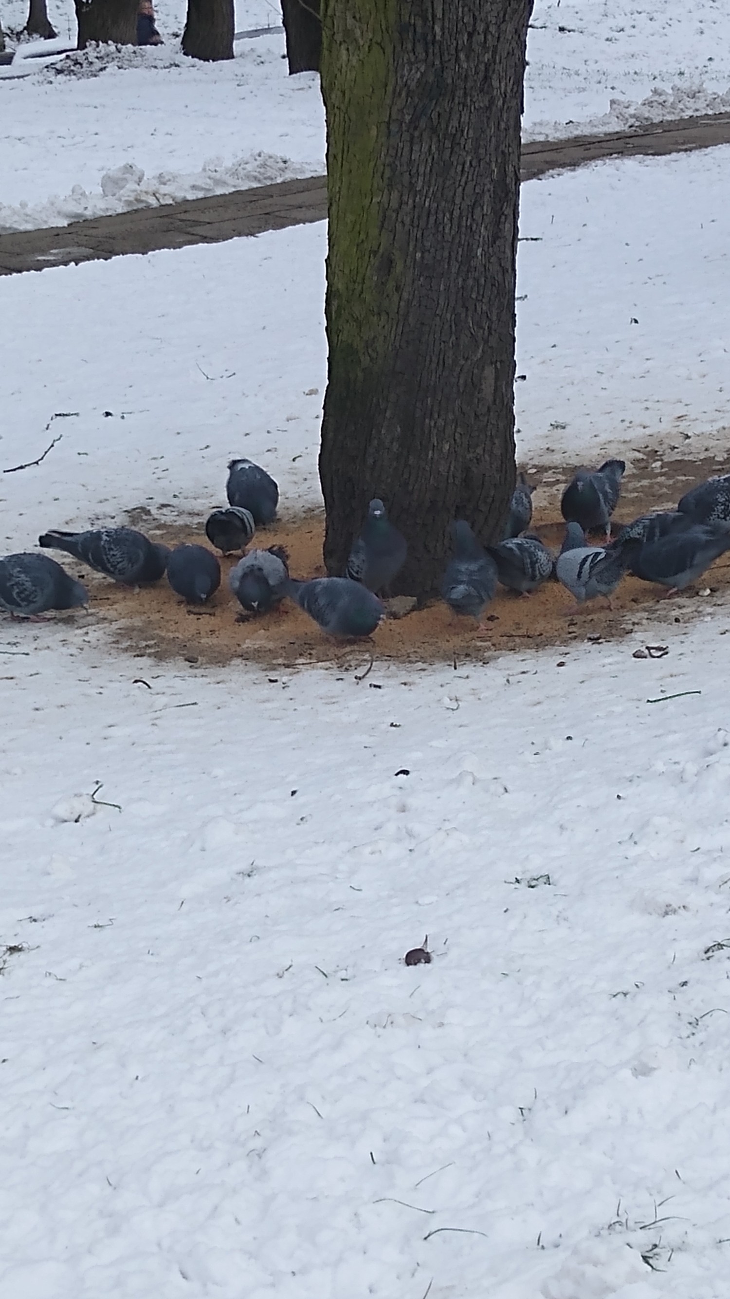 livebirdspoland_072946cb827b708512d6b4b8c8d4d438.jpg