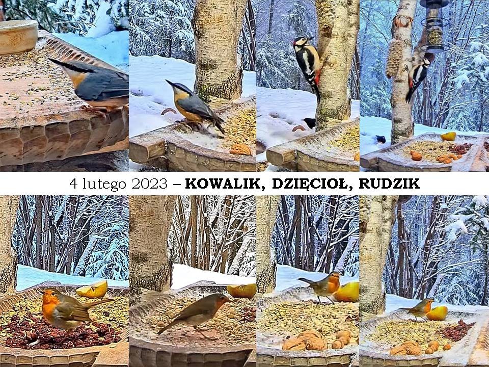 livebirdspoland_1cb7c6478c3714f77403858f8a0c22f2.jpg
