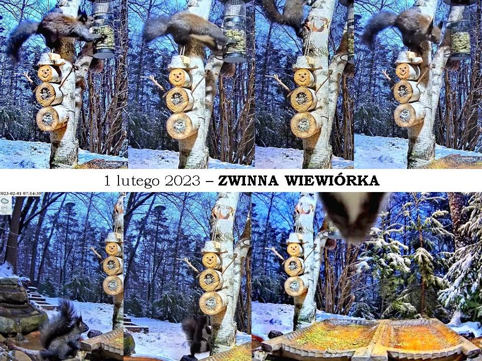 livebirdspoland_c7a69cfd958438f36964d8fa79b2738b.jpg