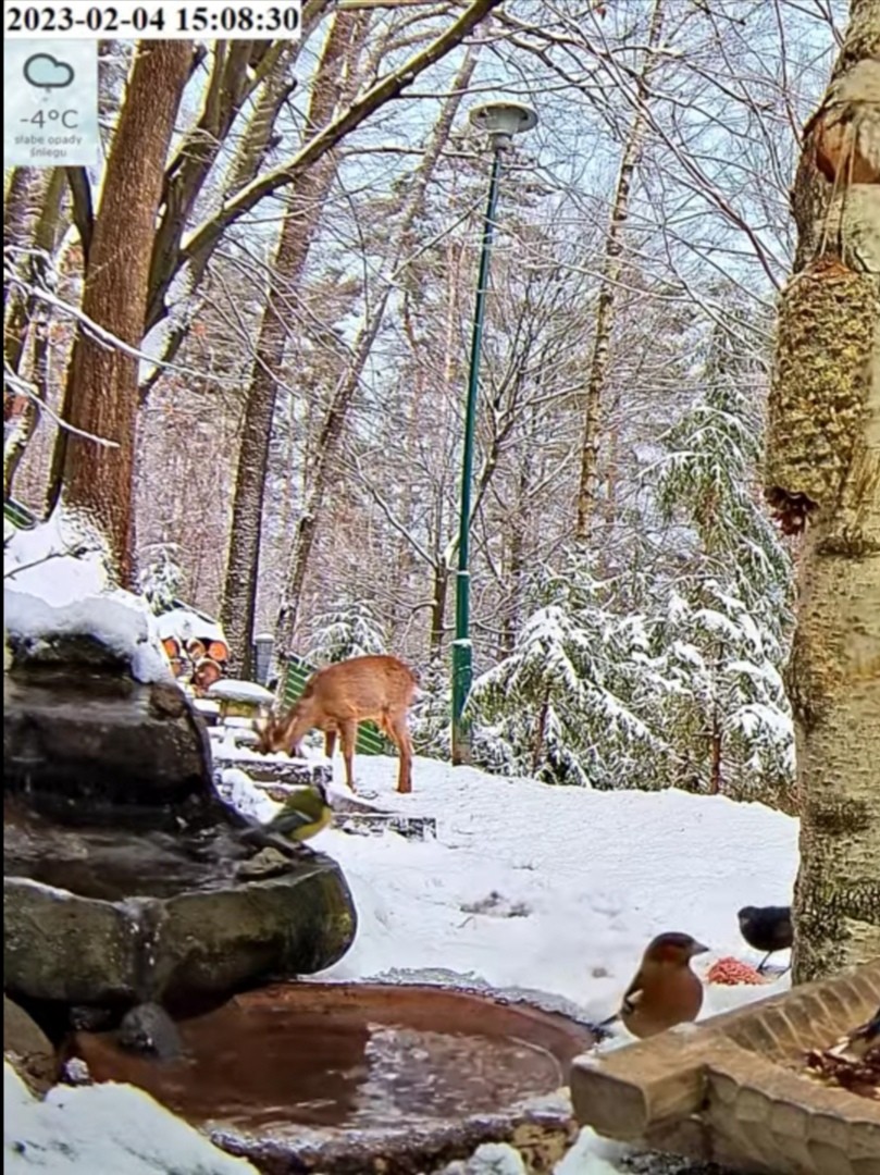 livebirdspoland_25b193d4969325096eb2481d544e998e.jpg