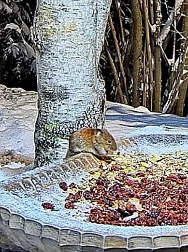 livebirdspoland_84be004e8fdf9e3e9e24b5a06746c12a.jpg