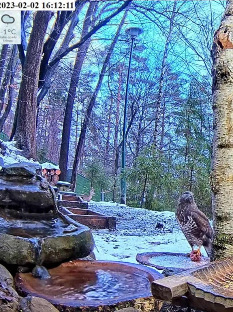 livebirdspoland_a7f2ac0a2e9dee4676bbf4ff4c3b9157.jpg