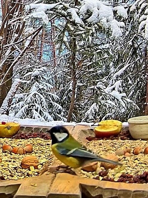 livebirdspoland_a8e14e1d2583464749fec26d00c8adba.jpg
