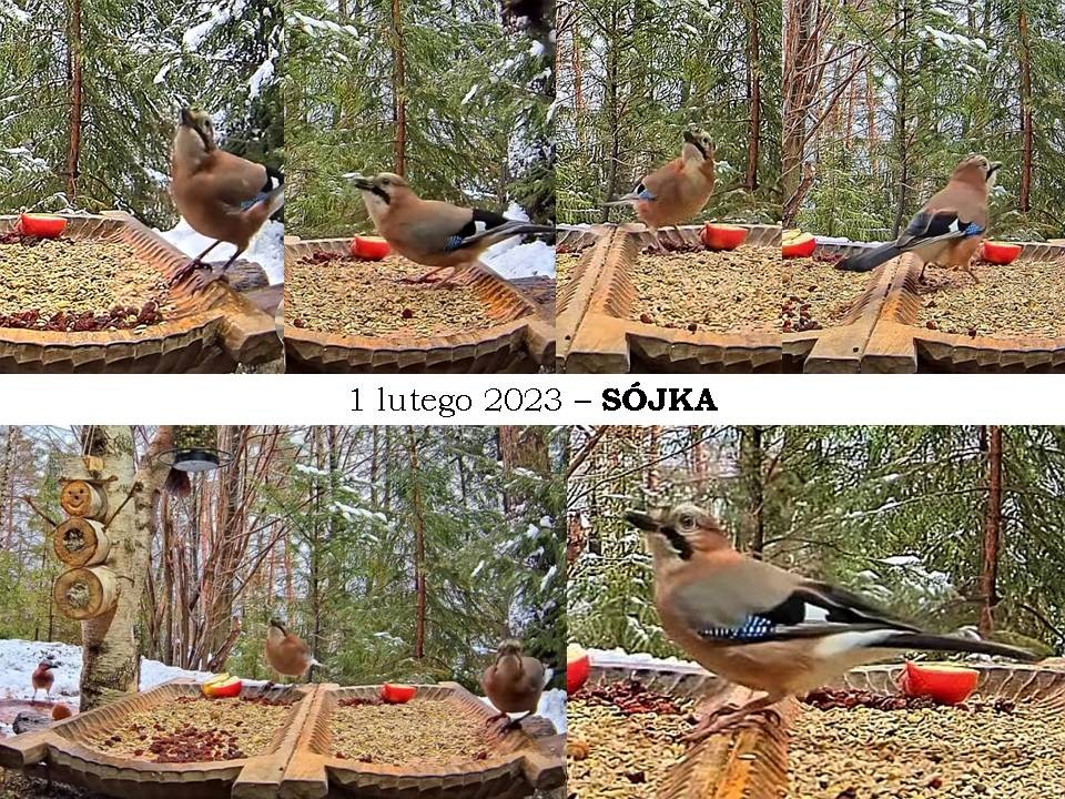 livebirdspoland_8015edeaa5daa093e4187258b9b5ee77.jpg