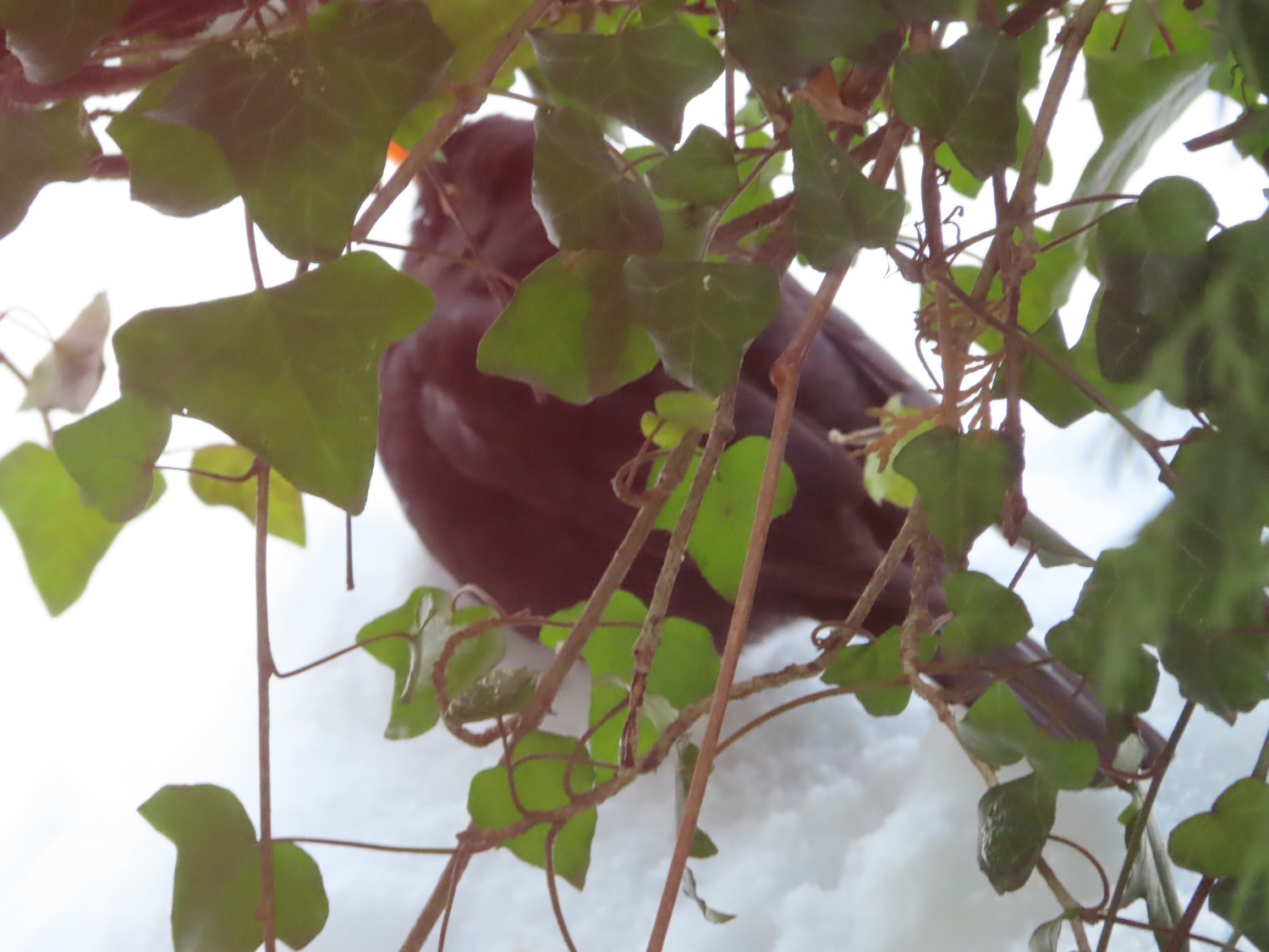 livebirdspoland_6d9656b0923f521f960c59150c7d6cdc.jpg