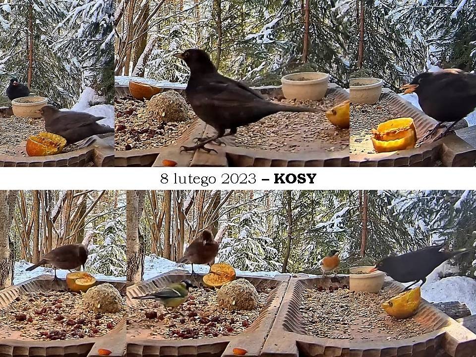 livebirdspoland_df1287130f7f527506f580e17c7e23b0.jpg