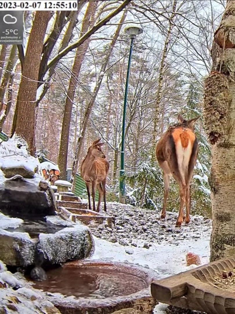 livebirdspoland_2743fc8c87b661fc9308a10b09cfe20d.jpg