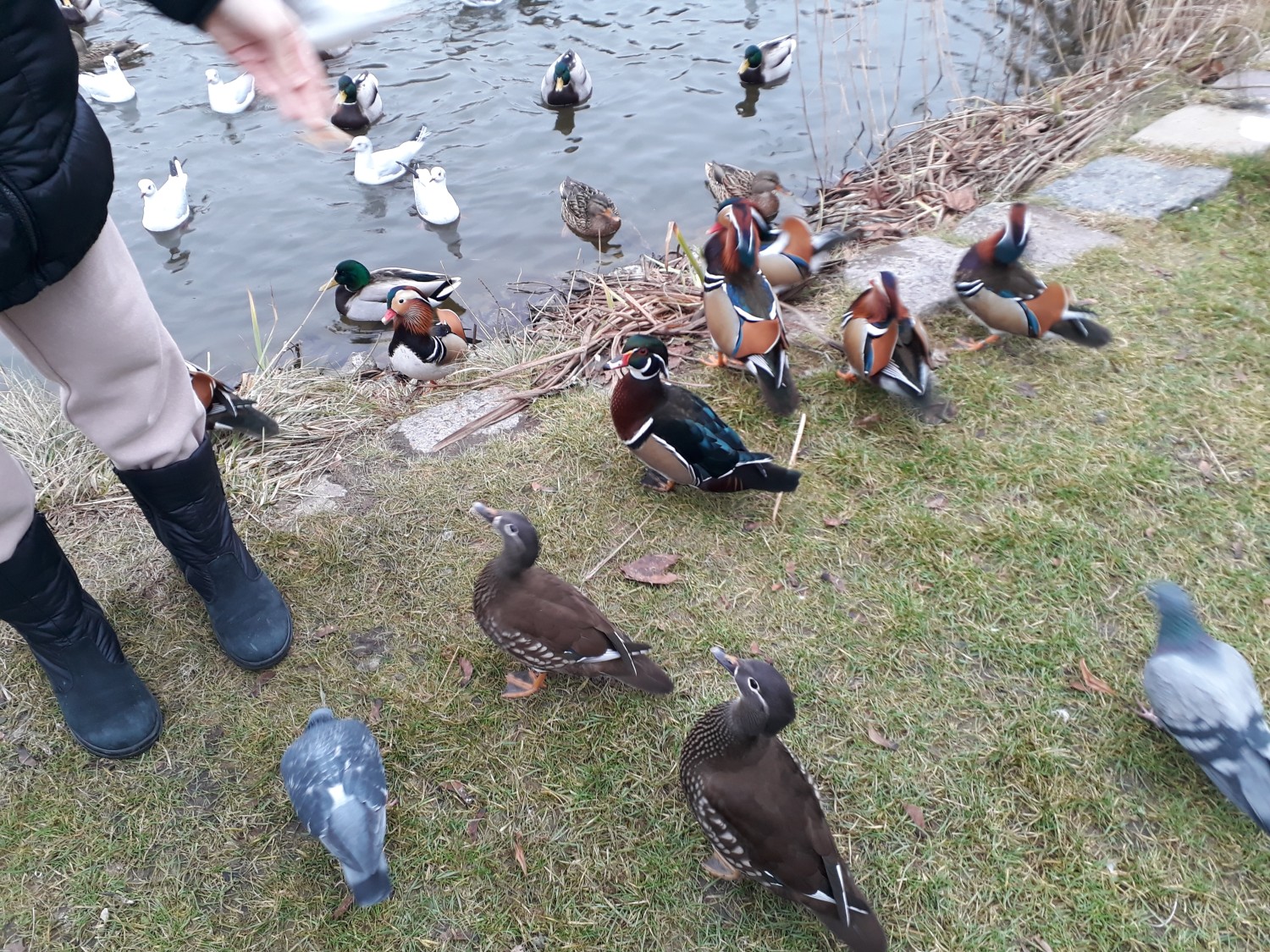 livebirdspoland_680aa14228c953f9d1d2749003ae3842.jpg