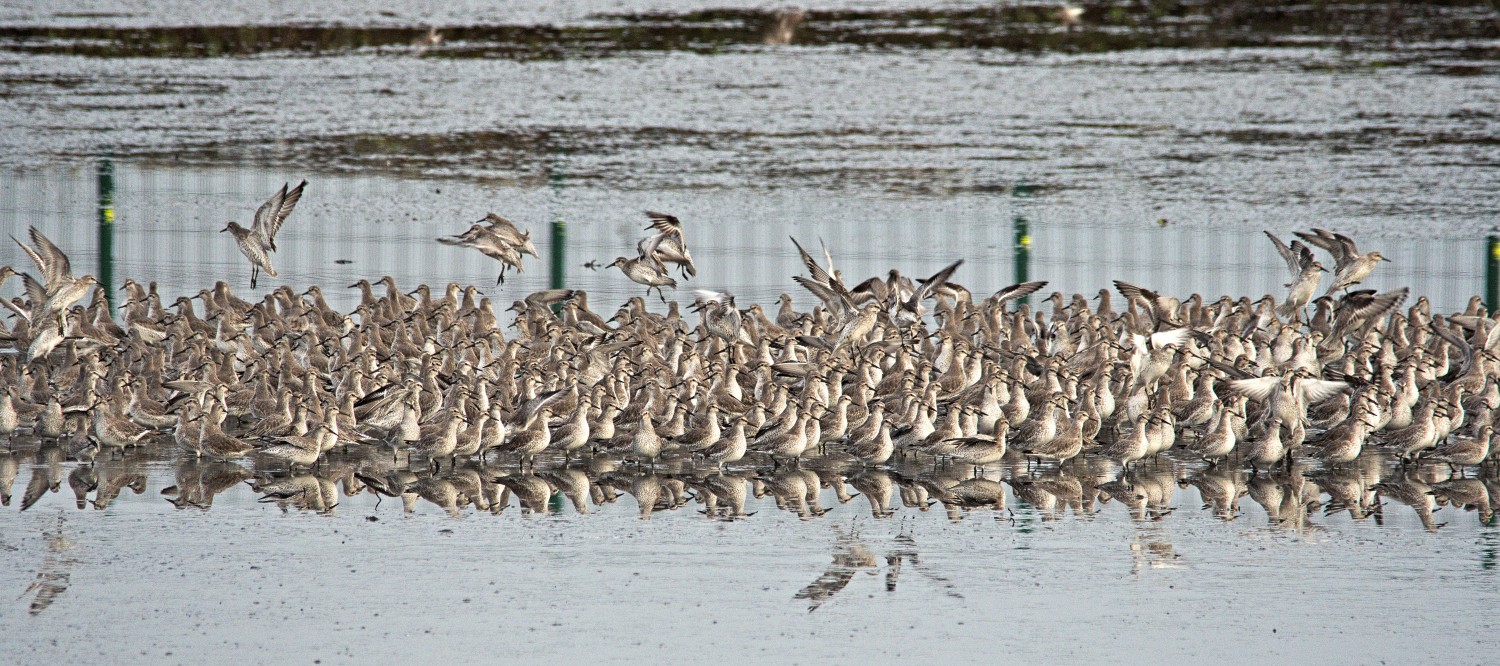 livebirdspoland_4ab9d5069afa02b6ef77b14d56c3e051.jpg