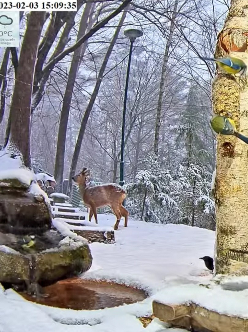 livebirdspoland_eba052a559db6ff80d54ce73b6d19e6c.jpg