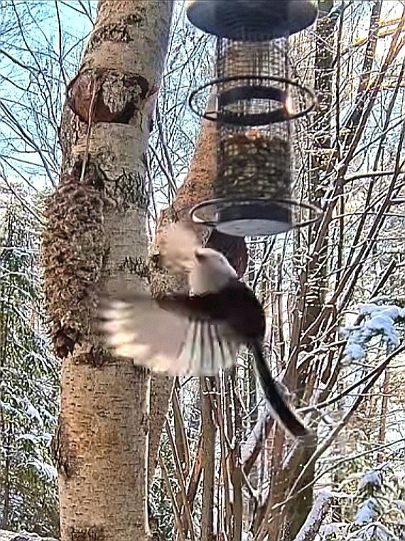 livebirdspoland_473eb617528d2fd19f01e063eb480865.jpg