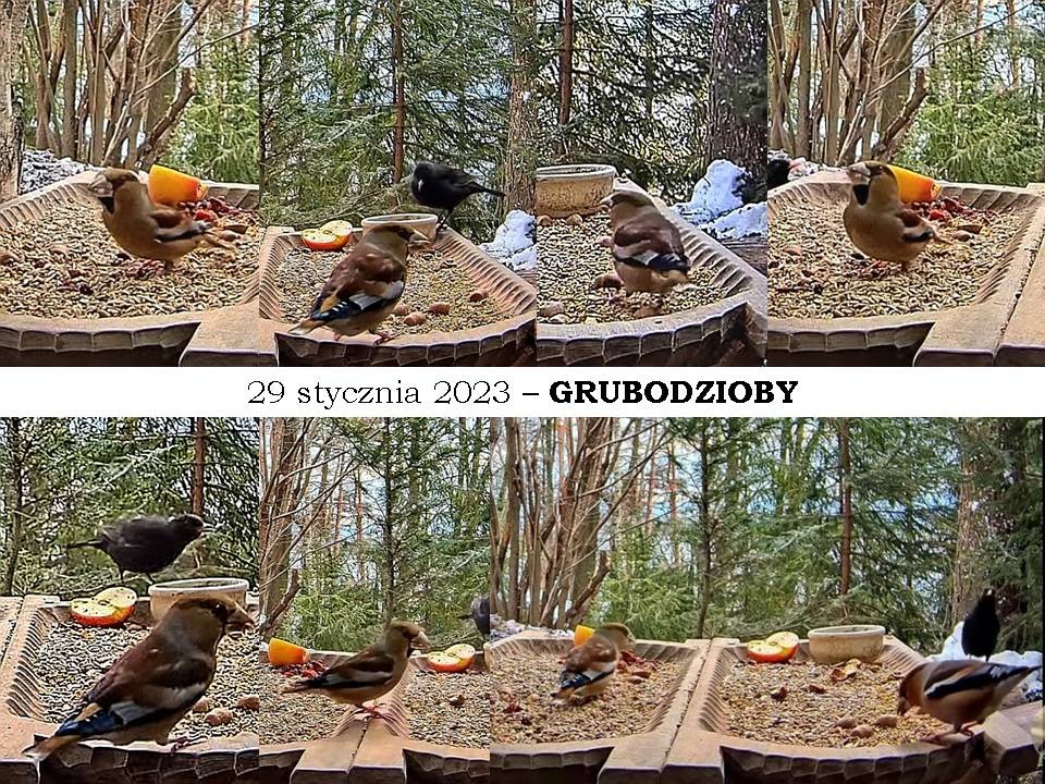 livebirdspoland_884c5ff66b8458574b490a597a93d6ce.jpg