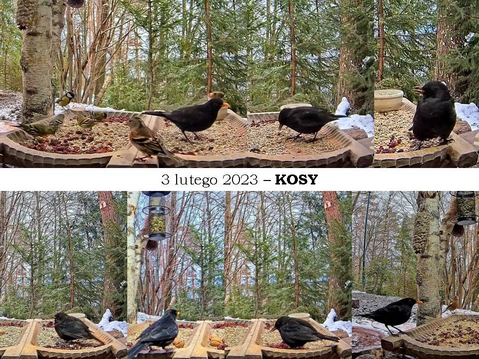 livebirdspoland_f1ee95e545b8348026c170ea01120657.jpg