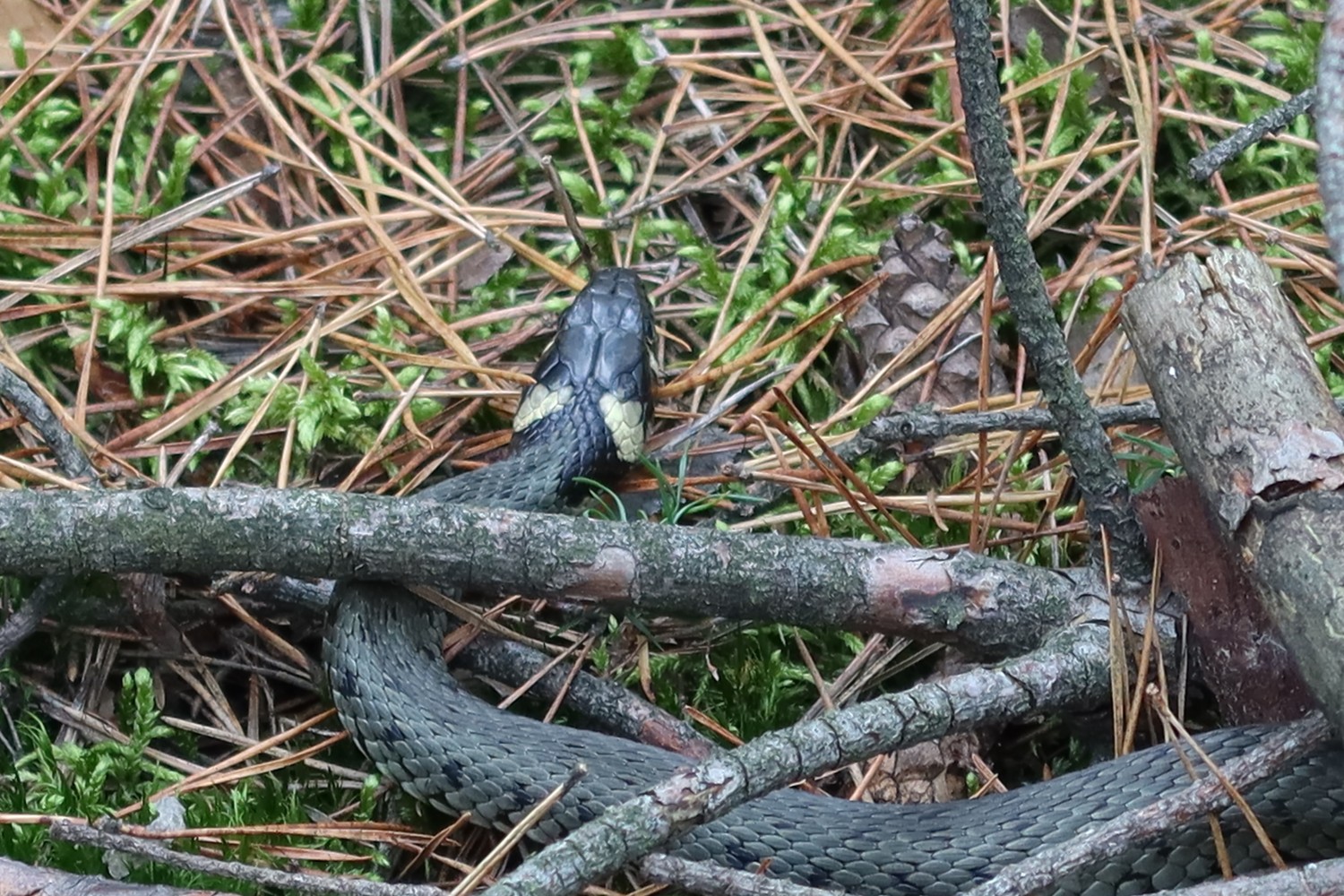 livebirdspoland_e370254b94b503032fa008ff89fa848c.jpg