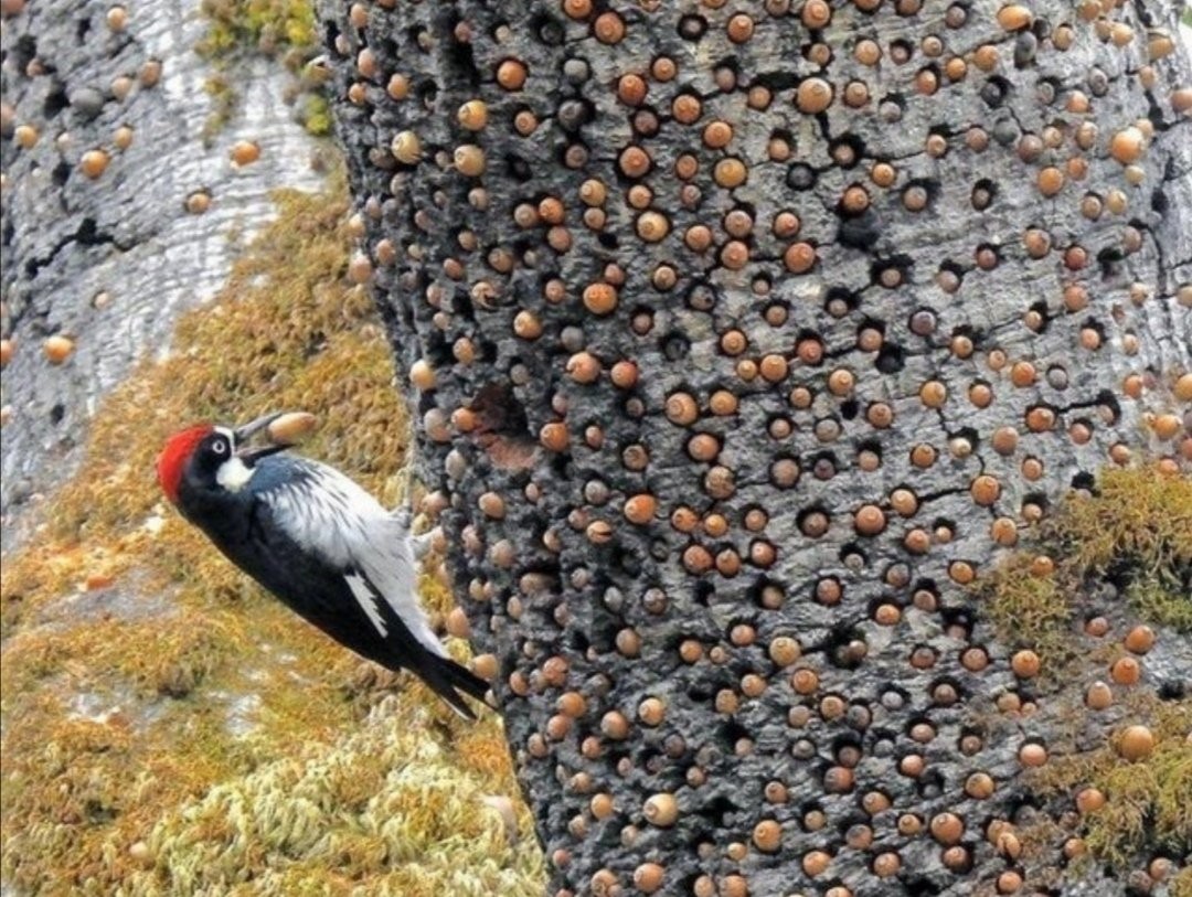 livebirdspoland_6f77ec178d34be5834a51ca647f033ef.jpg