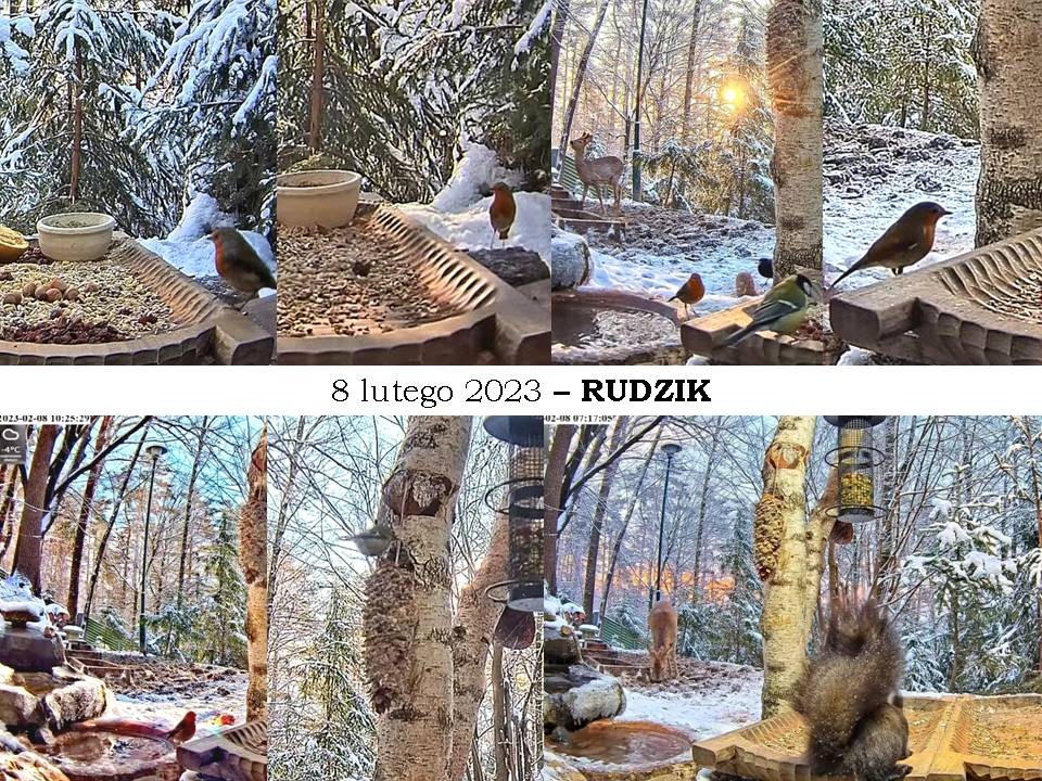 livebirdspoland_e9f4f65e0ab2c068953696beeddc234d.jpg