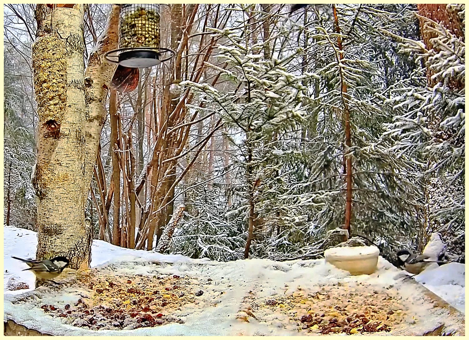 livebirdspoland_cca9010073589b057cf2041f7ee46a48.jpg