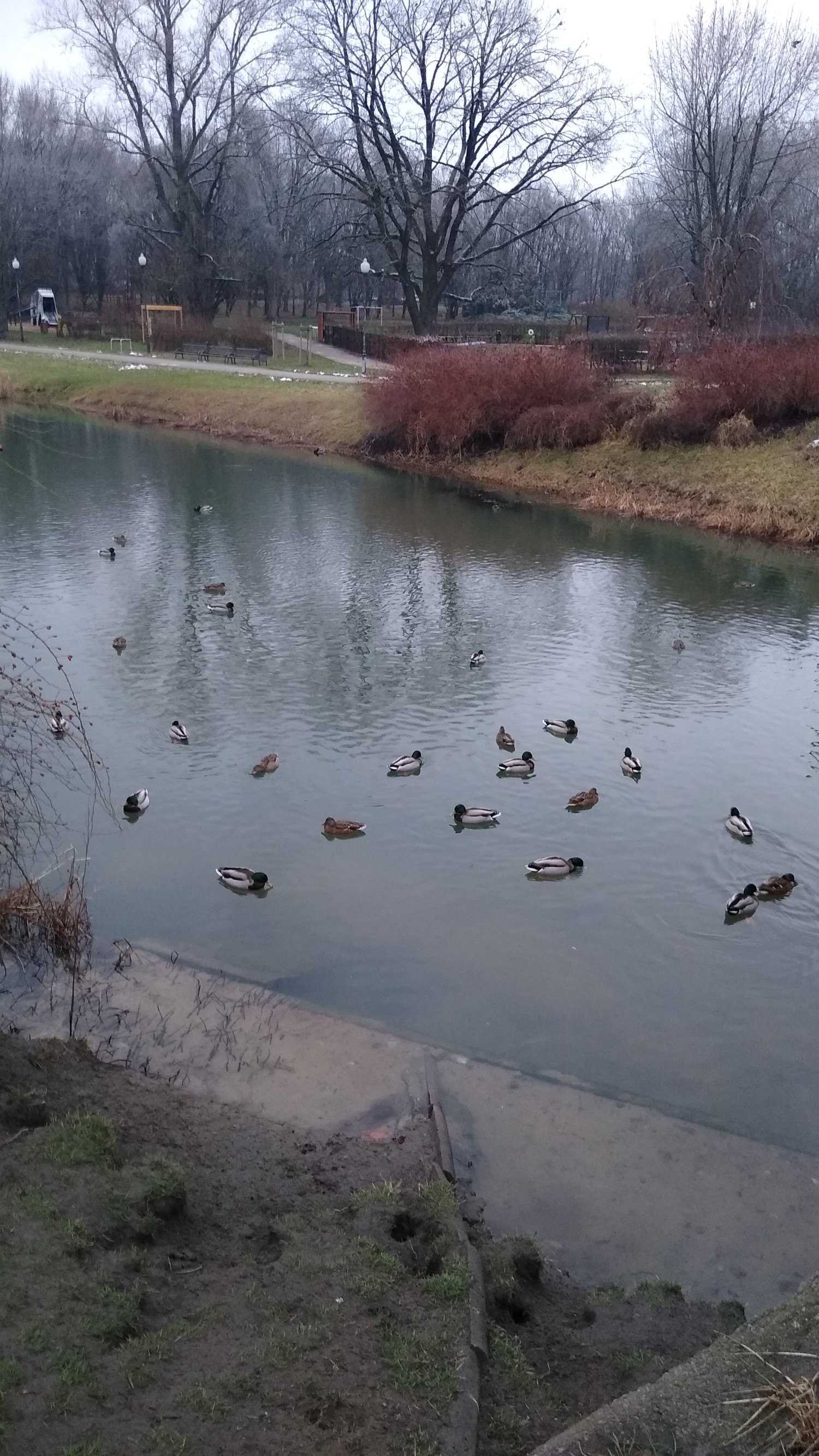 livebirdspoland_72cb597d92cb7786112344e41cf68a48.jpg