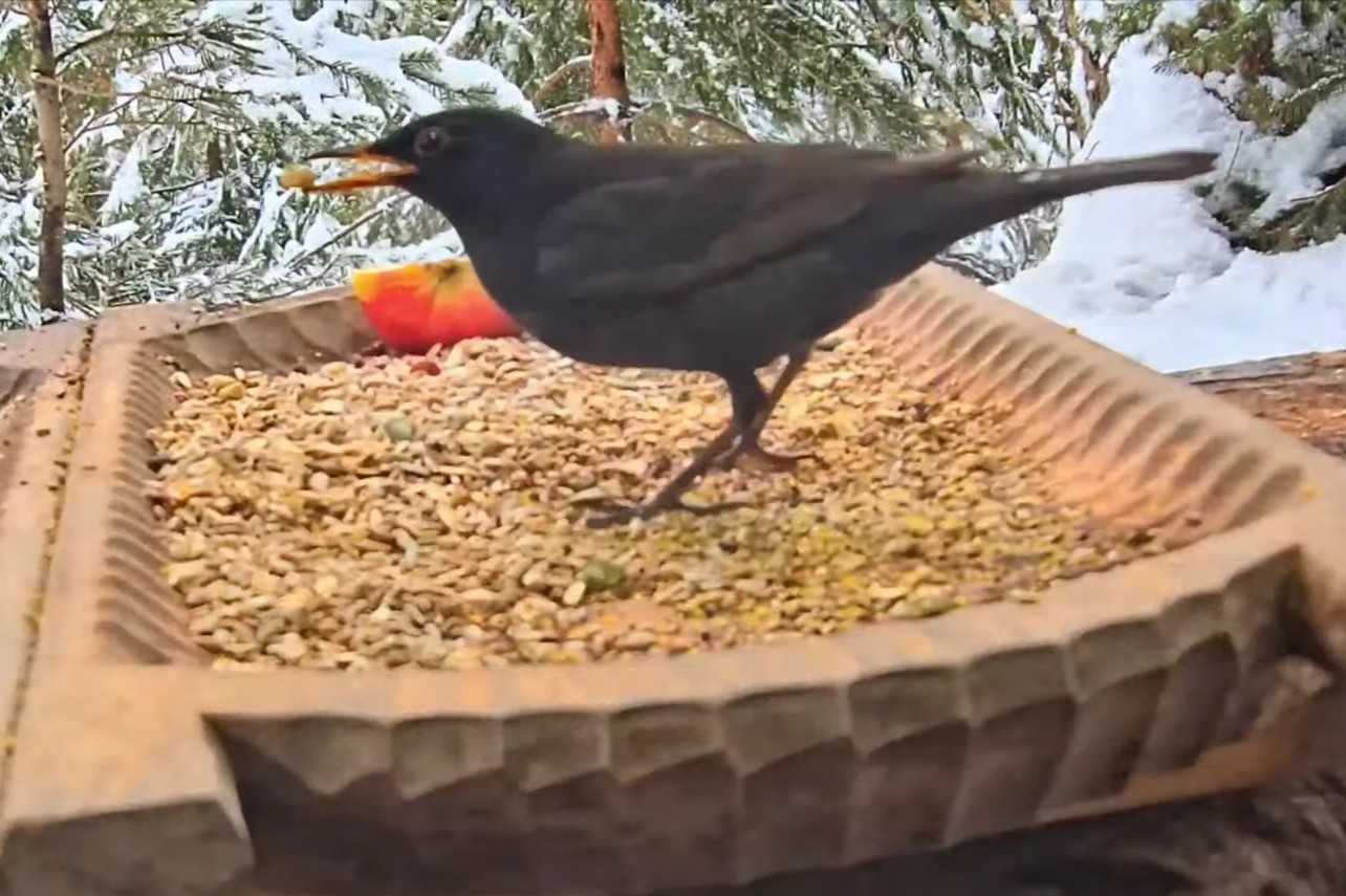 livebirdspoland_b699d00b008abef7e020af6706c7255b.jpg